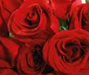 Rose A