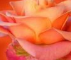 Rose Enhancer