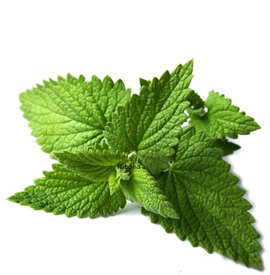 Mint Products, Essential Oils, Pine Chemicals, India